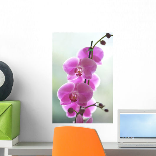 Hawaii, Kauai, Pink Orchids On Studio Background Wall Mural