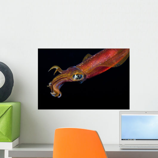 Close Up Of A Male Oval Squid During A Night Dive Wall Mural