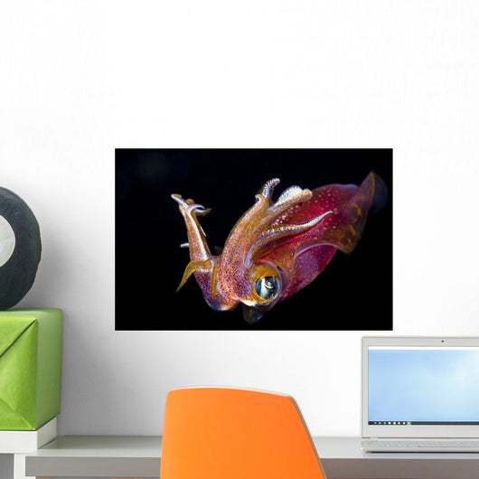 Close Up Of A Male Oval Squid During A Night Dive Wall Mural