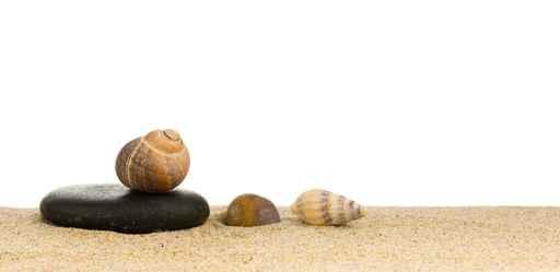 Image Coquillages Poses Sur Wall Decal