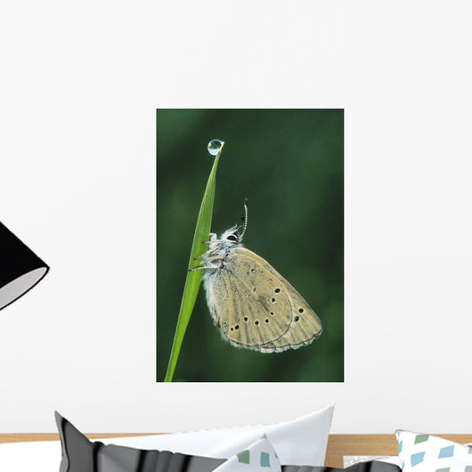 Fv3522, Natural Moments Photography Wall Mural