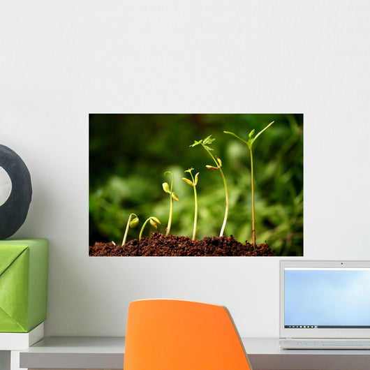 Six seedlings growing from soil Wall Mural