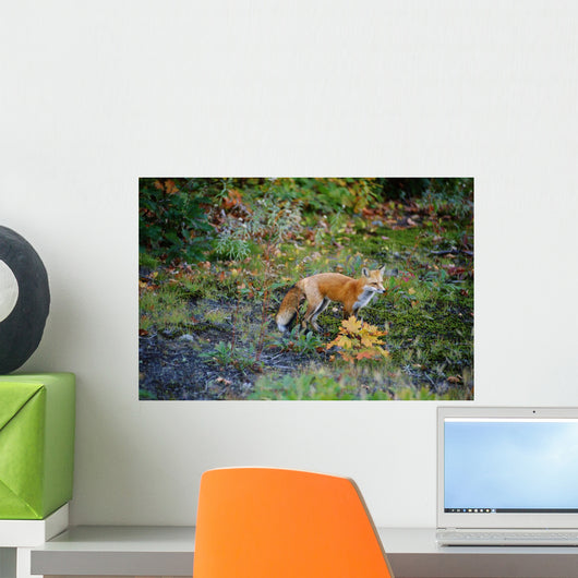 Red Fox Fairbank Provincial Park, Ontario Wall Mural