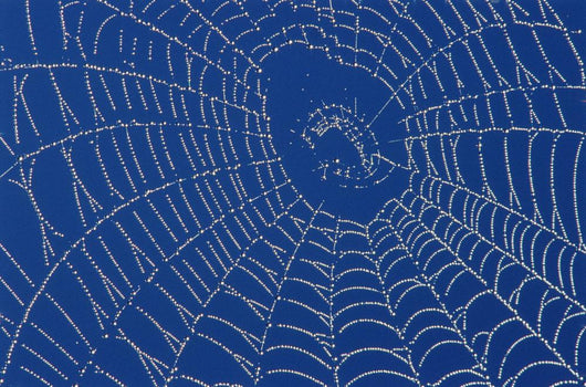 Spider Web Wall Mural