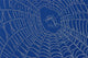 Spider Web Wall Mural