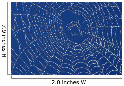 Spider Web Wall Mural