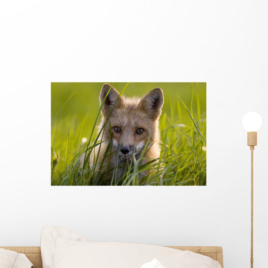 Red Fox, Prince Edward Island Wall Mural
