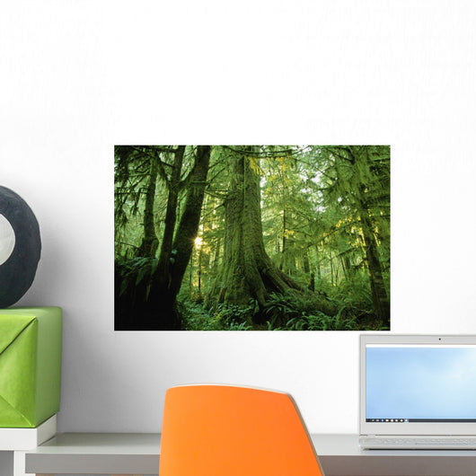 Forest Trees, Carmang Walbran Provincial Park, Vancouver Island, Bc Wall Mural