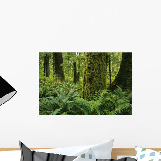 Forest Trees, Carmanah Walbran Provincial Park, Vancouver Island, Bc Wall Mural