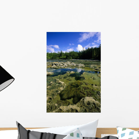 Tide Pools, Botanical Beach, Vancouver Island, Bc Wall Mural