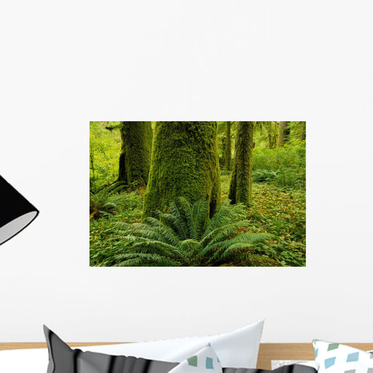 Forest Trees, Carmanah Walbran Provincial Park, Vancouver Island, Bc Wall Mural