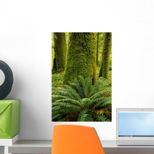 Forest Trees, Carmanagh Walbran Provincial Park, Vancouver Island, Bc Wall Mural