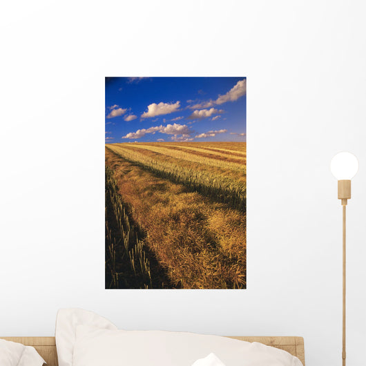 Canola Field, Tiger Hills, Manitoba Wall Mural