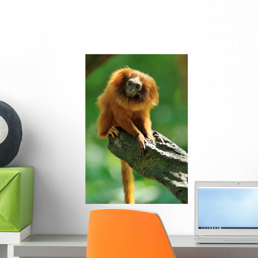 Golden Lion Tamarin