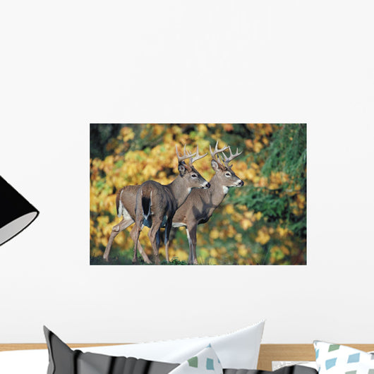 White-Tailed Deer Wall Mural