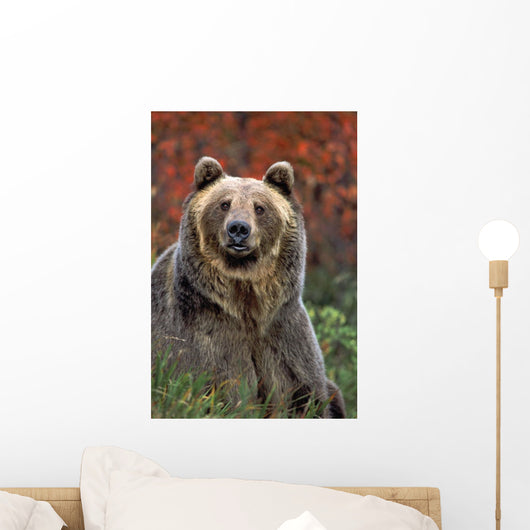 Grizzly Bear Wall Mural