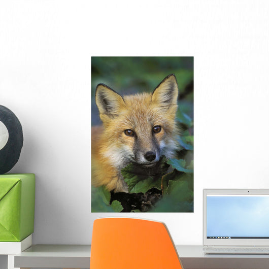 Red Fox Wall Mural