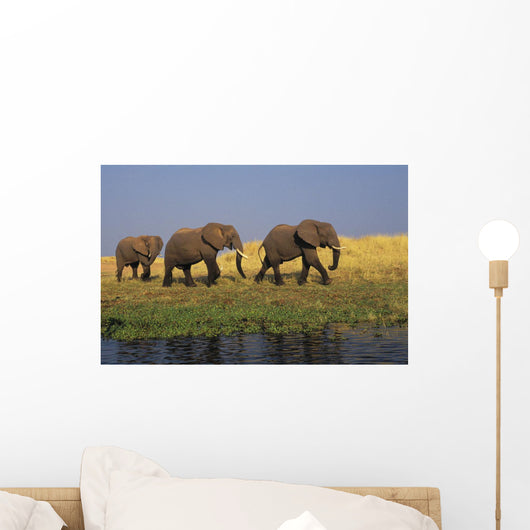 African Elephants, Lake Kariba, Matusadona National Park, Zimbabwe Wall Mural
