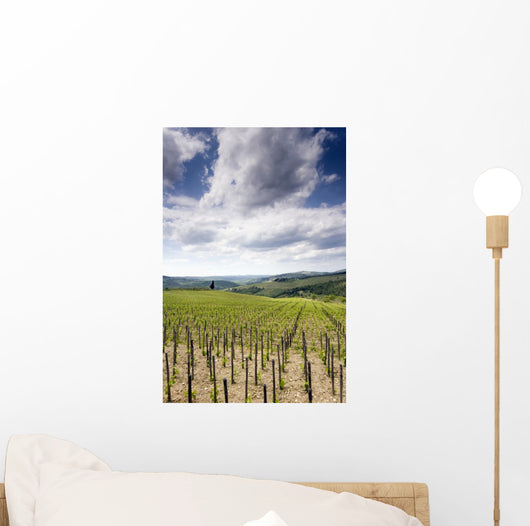 Tuscan Vineyard