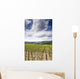Tuscan Vineyard
