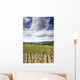 Tuscan Vineyard