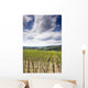 Tuscan Vineyard