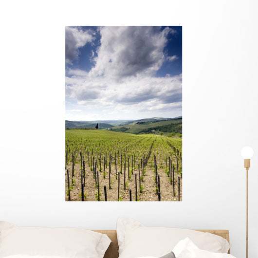Tuscan Vineyard