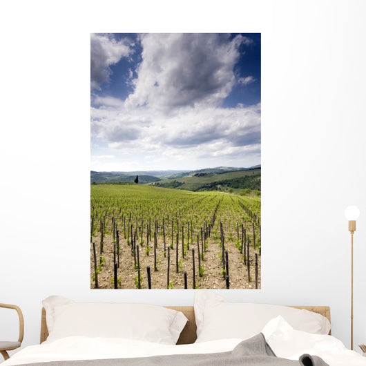 Tuscan Vineyard