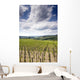Tuscan Vineyard