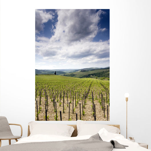 Tuscan Vineyard