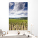 Tuscan Vineyard