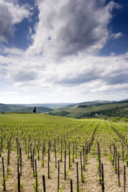 Tuscan Vineyard