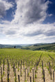 Tuscan Vineyard