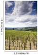 Tuscan Vineyard