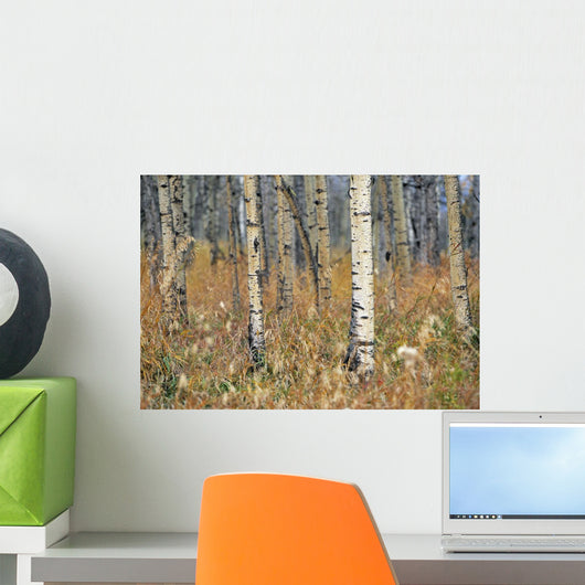 Aspen Forest, Mountain View County Near Water Valley, Alberta Wall Mural