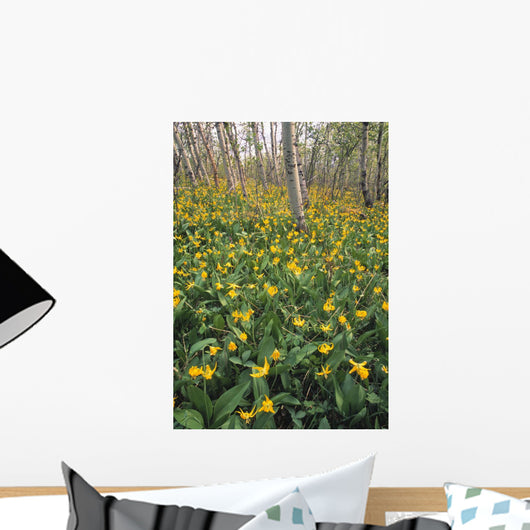 Glacier Lilies In Aspen Forest, Waterton Lakes National Park, Alberta Wall Mural
