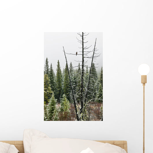 American Kestral, Kananaskis Country, Alberta Wall Mural