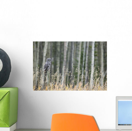 Grey Owl Wall Mural