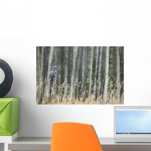 Grey Owl Wall Mural