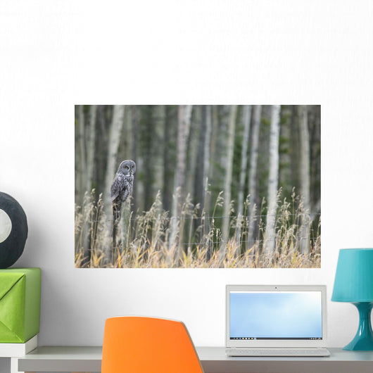 Grey Owl Wall Mural
