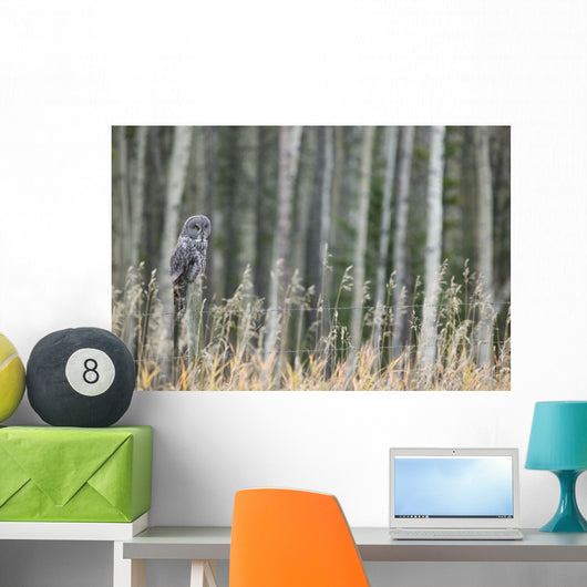 Grey Owl Wall Mural
