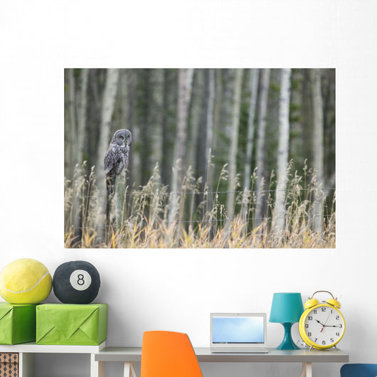 Grey Owl Wall Mural