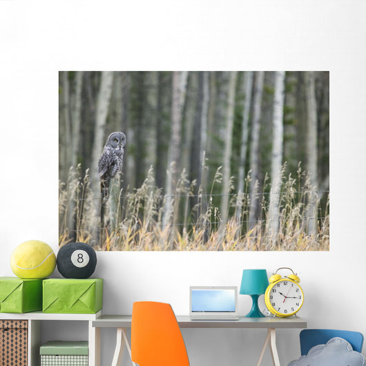 Grey Owl Wall Mural