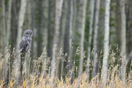 Grey Owl Wall Mural