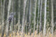 Grey Owl Wall Mural
