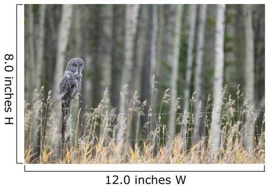 Grey Owl Wall Mural