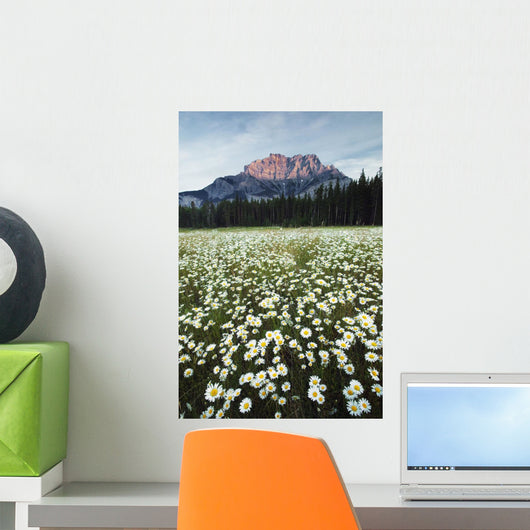 Ox-Eyed Daisies, Cascade Mountain, Banff National Park, Alberta Wall Mural