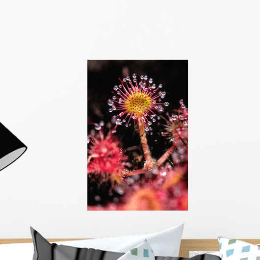 Sundew, Vancouver Island, British Columbia Wall Mural