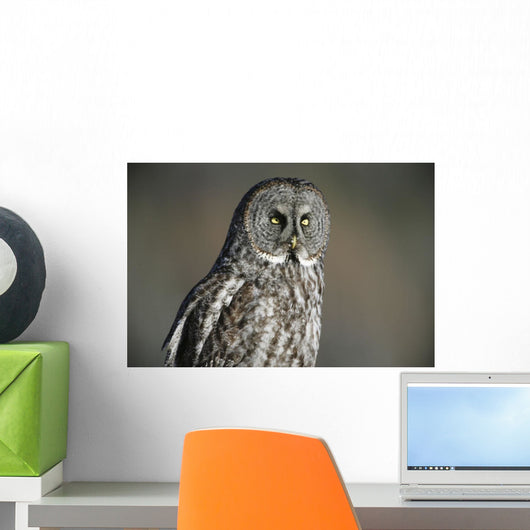 Great Grey Owl, Northern British Columbia Wall Mural