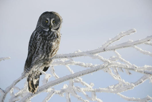 Great Grey Owl, Northern British Columbia Wall Mural